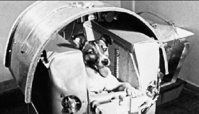 Viaja al espacio el primer ser vivo.