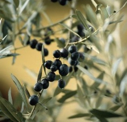 ACEITUNAS NEGRAS