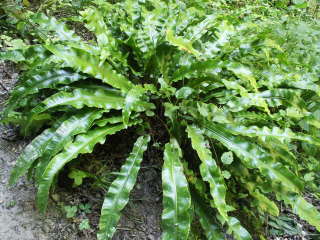 Aparició de les plantes vasculars