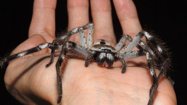 Primers registres d'artròpodes