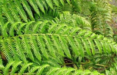 Aparició de falgueres arborescents