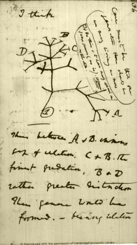 Darwin's first speech