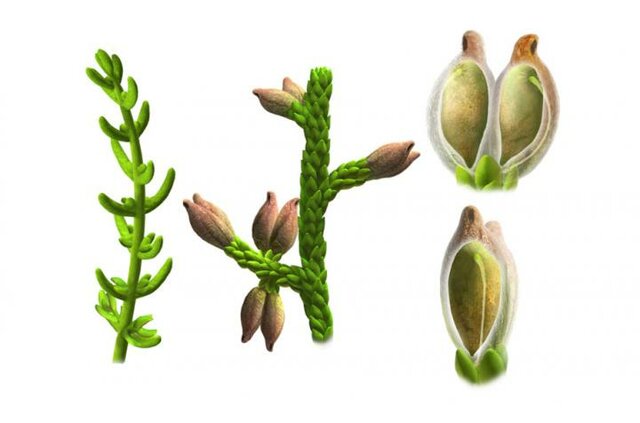 Primeres plantes amb llavor