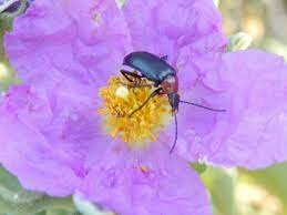 Evolució dels insectes pol·linitzadors