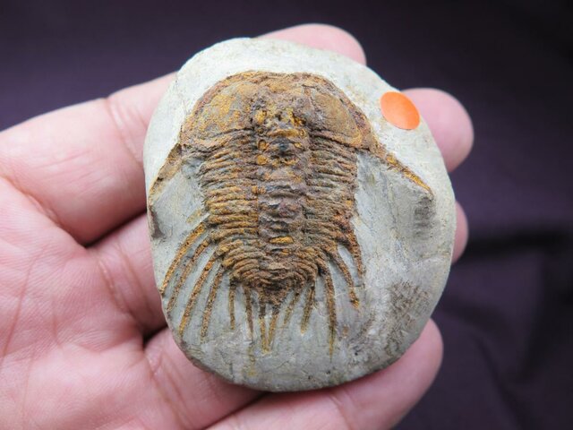 Fossil guia: Trilobits