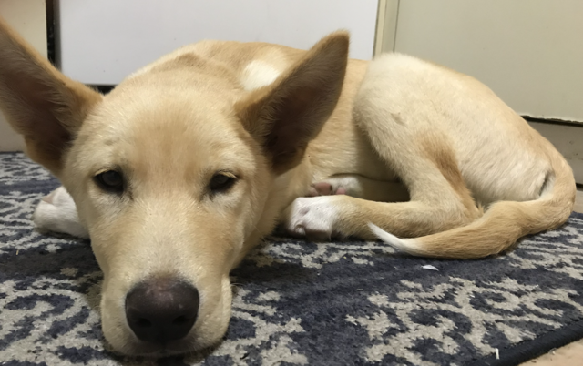 Mon oncle et ma tante ont adopté un chien