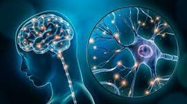 Timeline: Desarrollo de la Neuropsicología