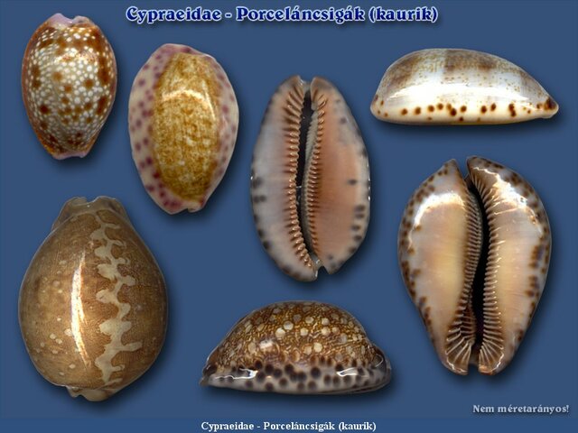 Más fizetési eszközök (kagyló)