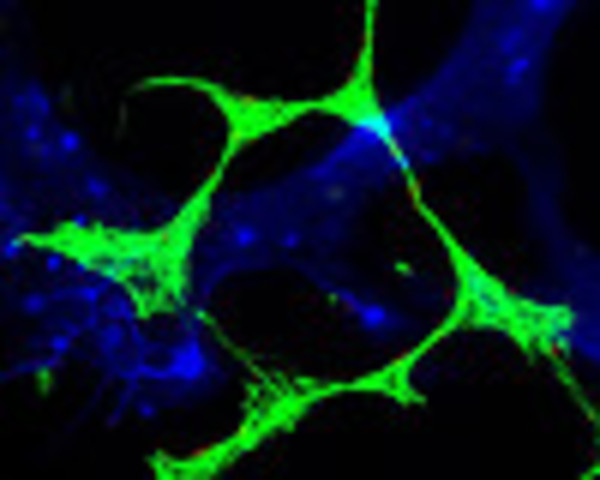 cells for mobile phones