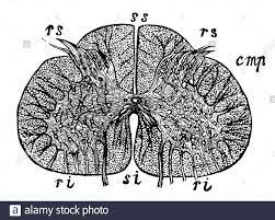 Descubrimiento de la sección transversal de la médula espinal.
