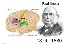 Descubrimiento del centro del habla en el cerebro