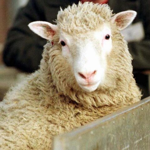 la oveja Dolly