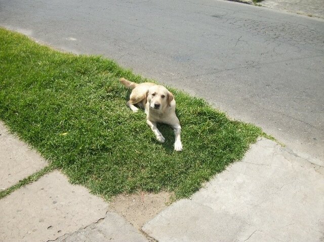 MI PRIMERA MASCOTA TONY