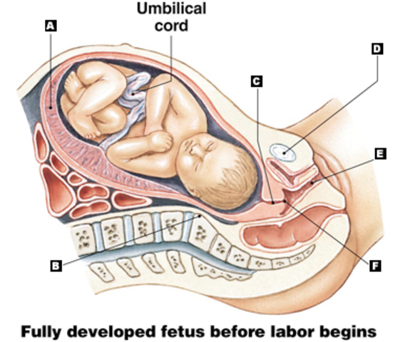 The cervix is its normal size and shape