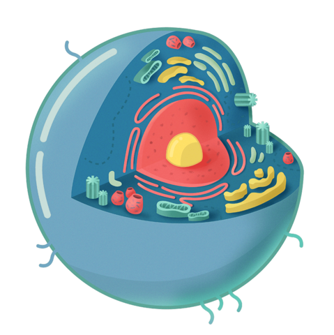 Primera cel·lula eucariota