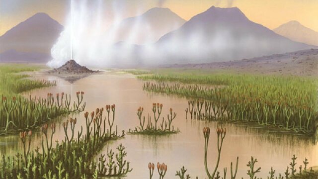 Medi Terrestre: plantes vasculars, fongs i artropodes.