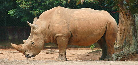 Diversificació mamífers, ocells, angioespermes i peixos ossis