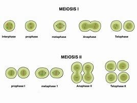 Meiosis
