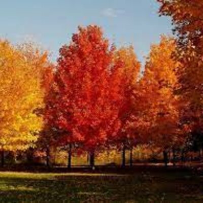 Timeline: Evolución del árbol filogenético.