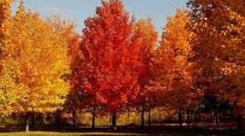 Timeline: Evolución del árbol filogenético.