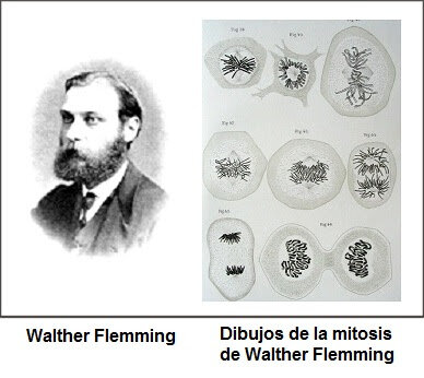 Walther Flemming