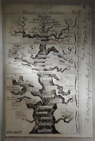 Primer Árbol Filogenético