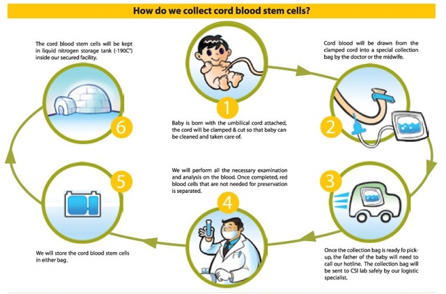 Cord Blood