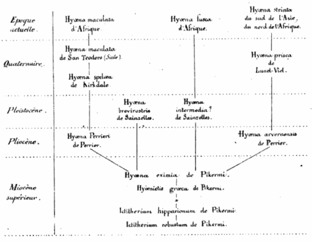 Árbol sobre fosiles mamiferos