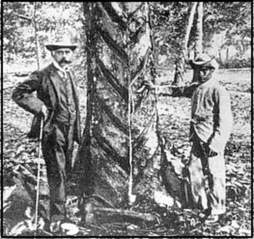 Sir Henry N. Ridley appointed director of Botanic Gardens