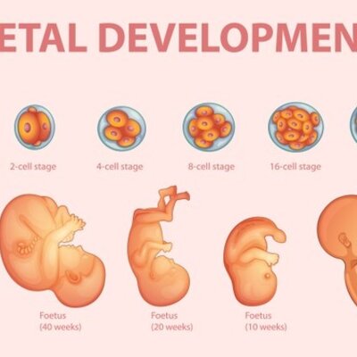 Timeline: Periodos embrionarios y fetal