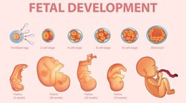 Timeline: Periodos embrionarios y fetal