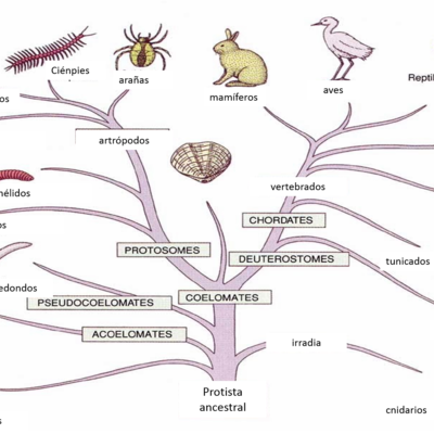 Timeline: Evolución árbol filogenético