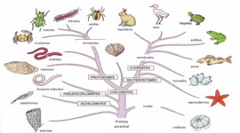 Timeline: Evolución árbol filogenético