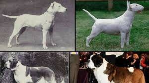 ¿Cuándo fue la primera modificación genética?