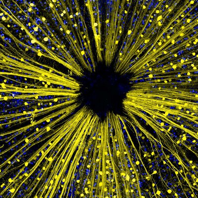 Timeline: Teoría celular