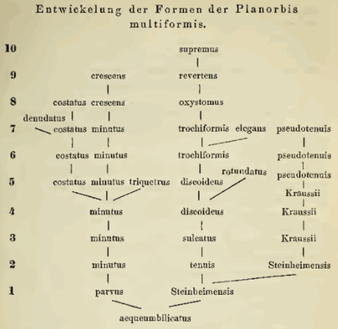 El "árbol filogenético" de Hilgendorf