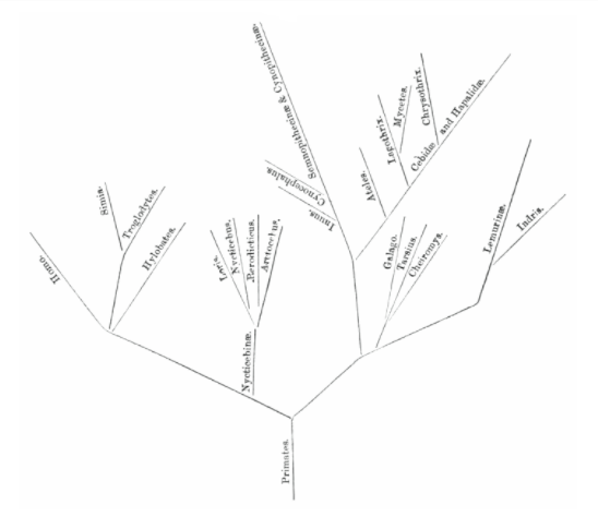 El árbol filogenético de Milvart