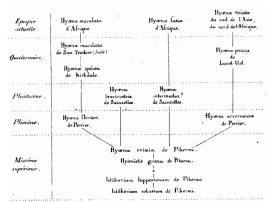 El árbol filogenético de Gaudry