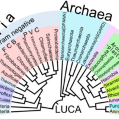 Timeline: Árbol filogenético evolución