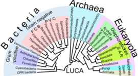 Timeline: Árbol filogenético evolución