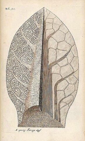 Celulas de vegetales "vesículas"