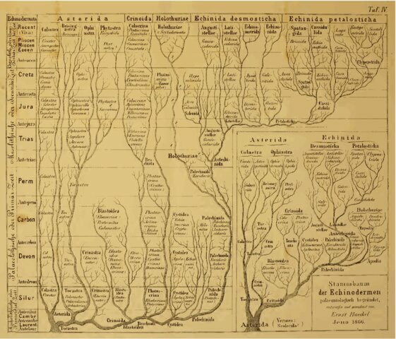 transformismo Lamarck