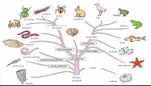 Charles Darwin (1809-1882)