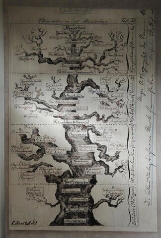 Primer árbol filogenético