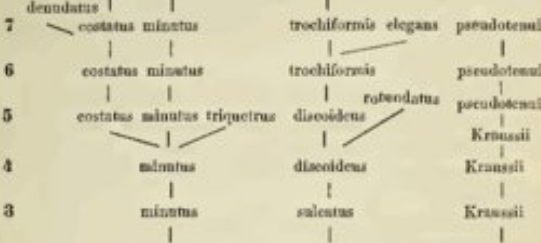 árbol filogenético de Franz Martín Hilgendorf