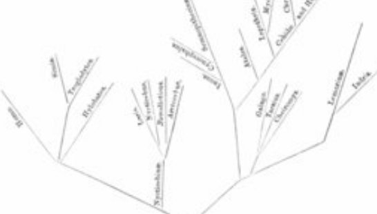 Árbol filogenético de  George Jackson Mivart