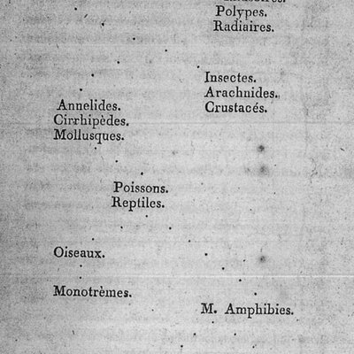 Timeline: Árbol filogenético