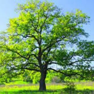 Timeline: Árbol filogenético