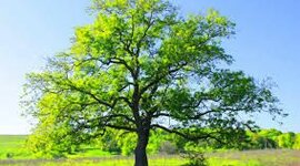 Timeline: Árbol filogenético