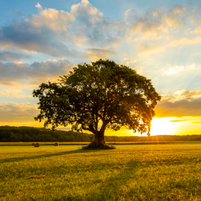 Timeline: Arboles Filogenéticos